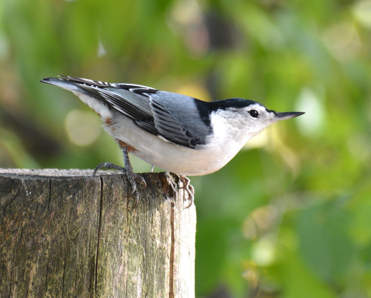 White-breasted Nuthatch - ML611991176