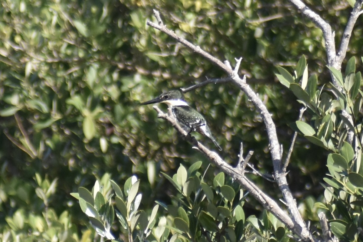 Green Kingfisher - ML611991541