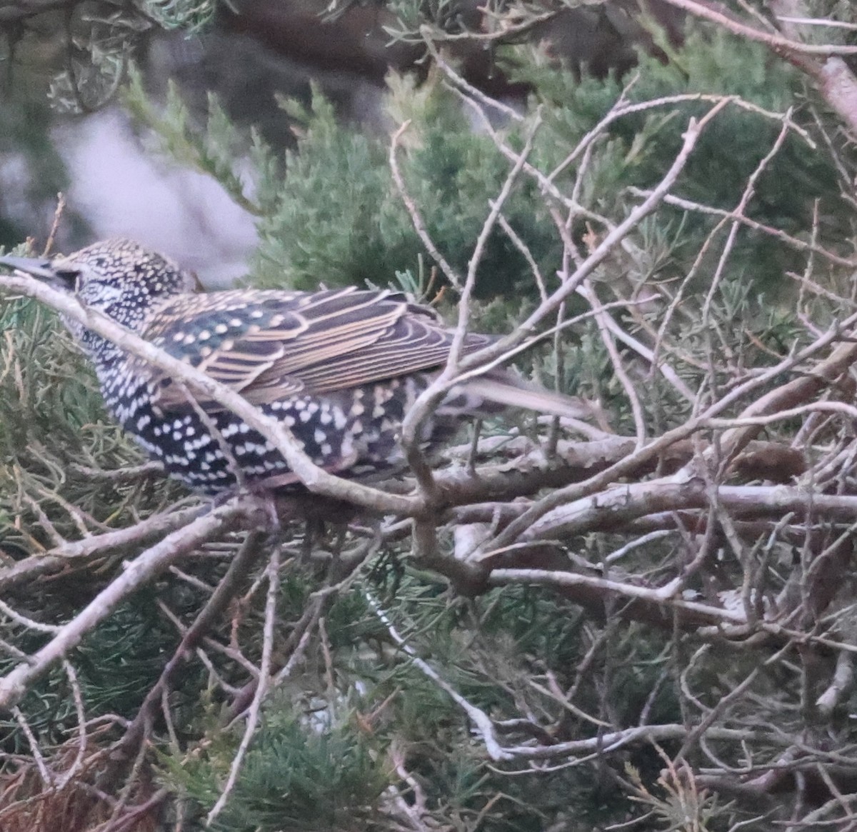 European Starling - ML611991950
