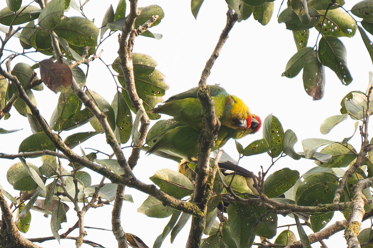 Large Fig-Parrot - ML611992007