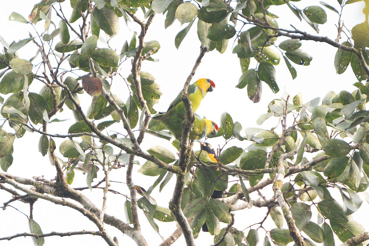 Large Fig-Parrot - ML611992008