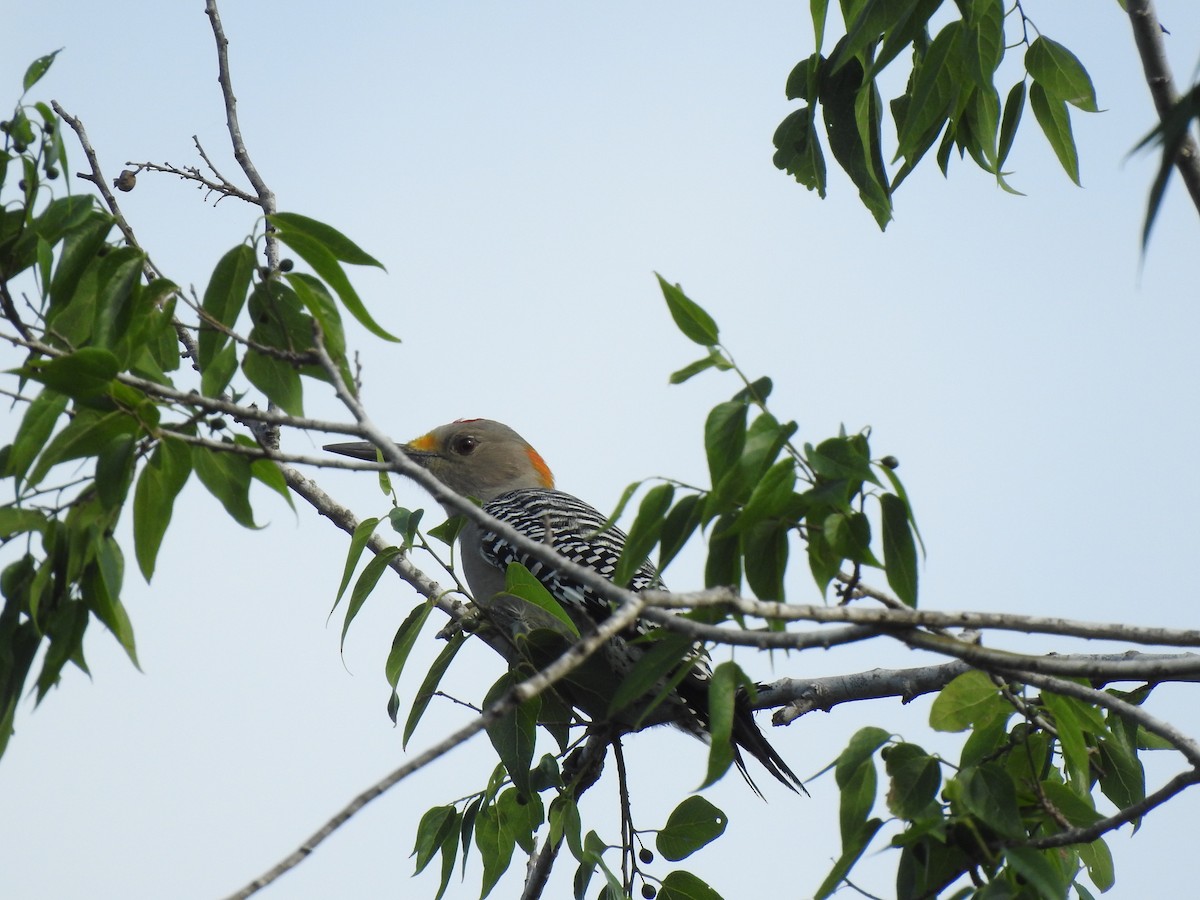 Golden-fronted Woodpecker - Peyton Cook