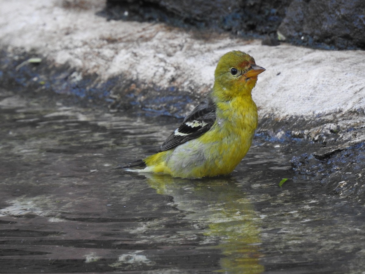 Western Tanager - ML611992092