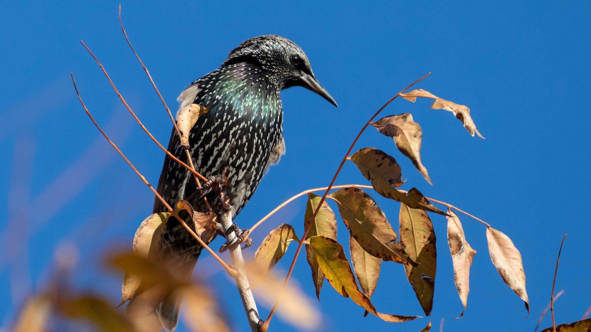 European Starling - ML611992217