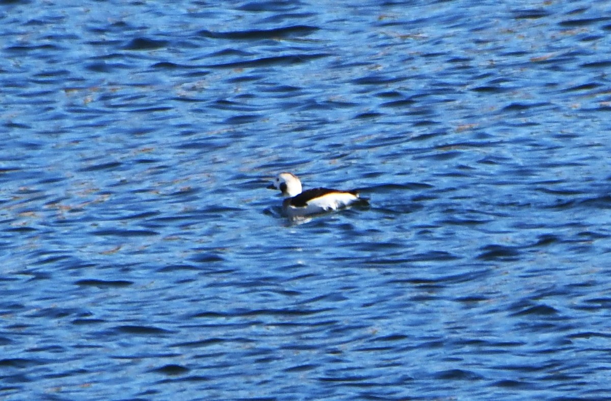 Long-tailed Duck - ML611992260