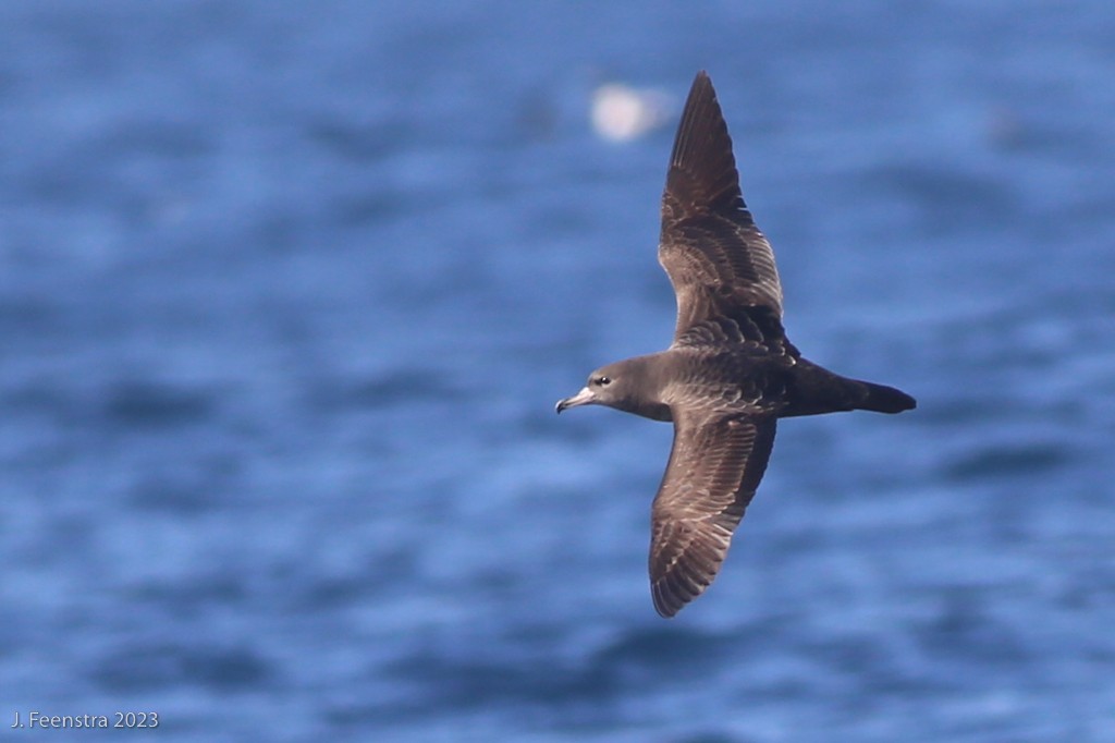 Flesh-footed Shearwater - ML611992347