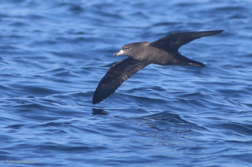 Flesh-footed Shearwater - ML611992348