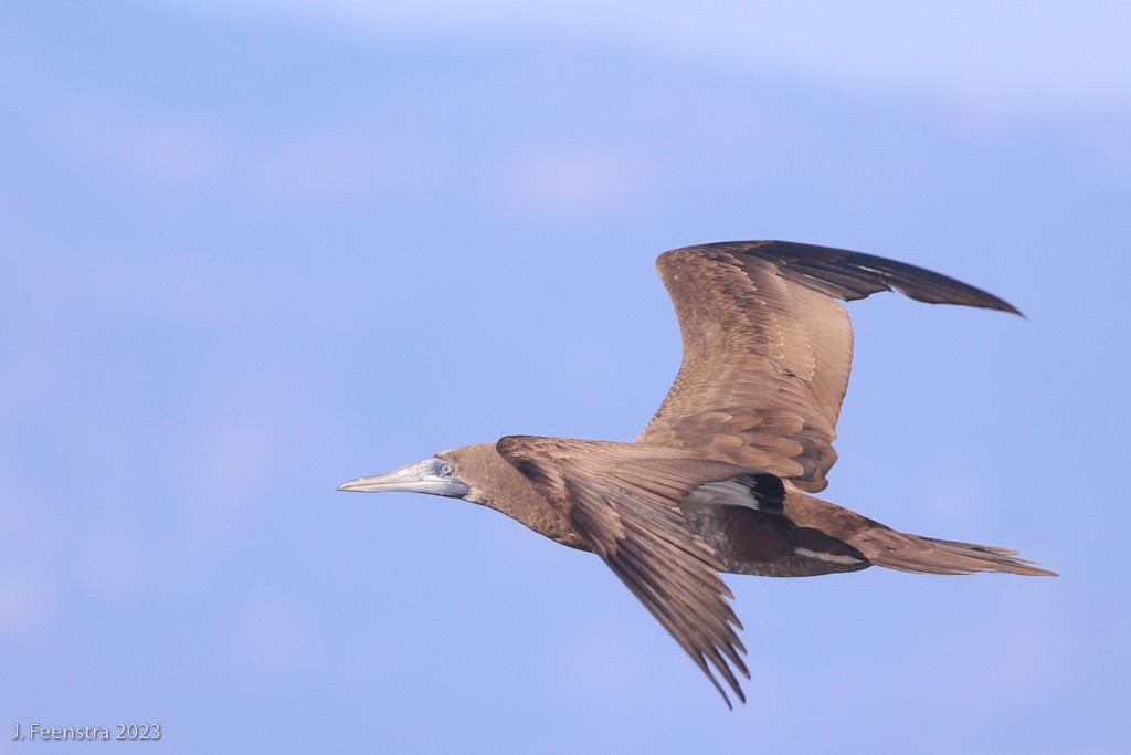 Brown Booby - ML611992353