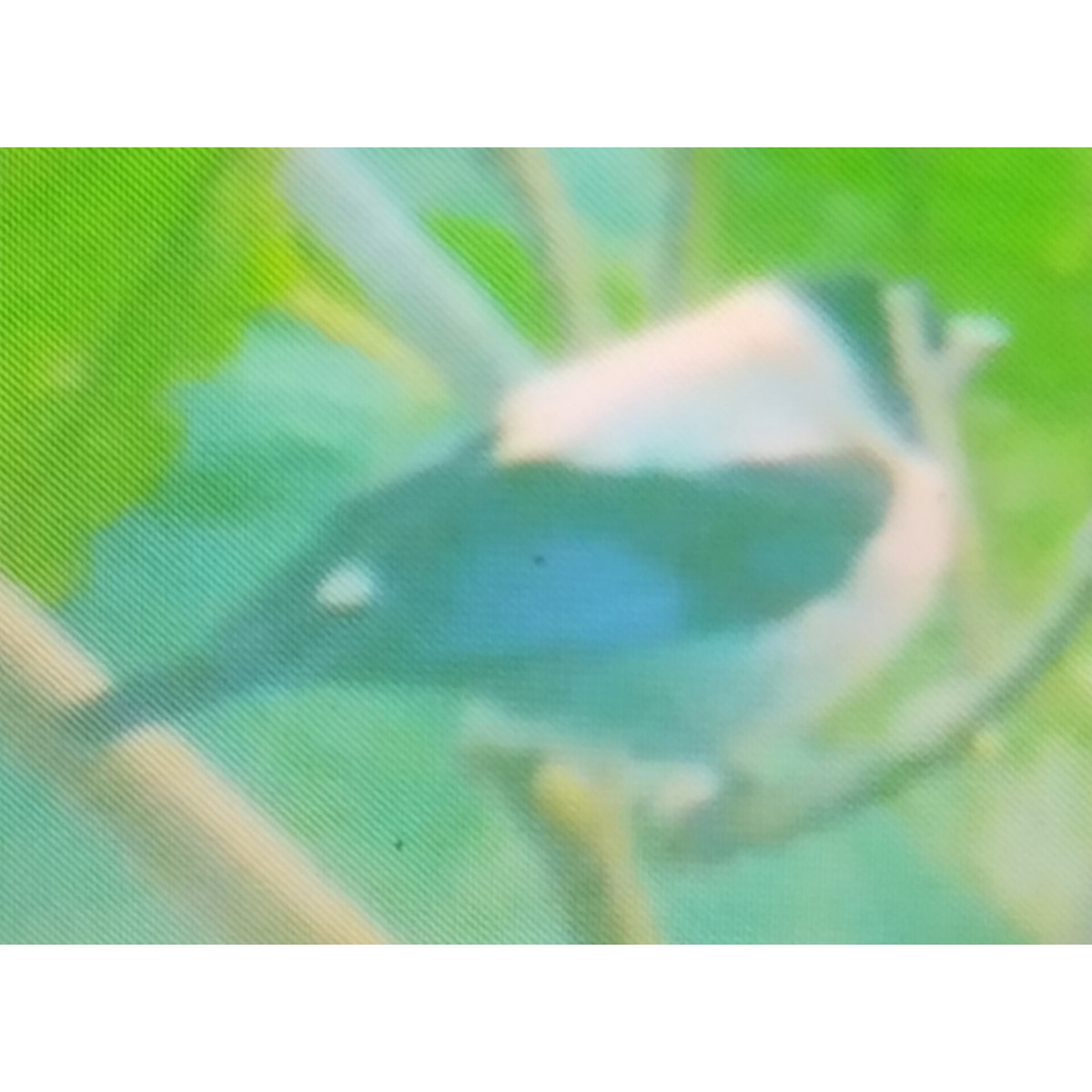 Black-headed Tanager - ML611992573