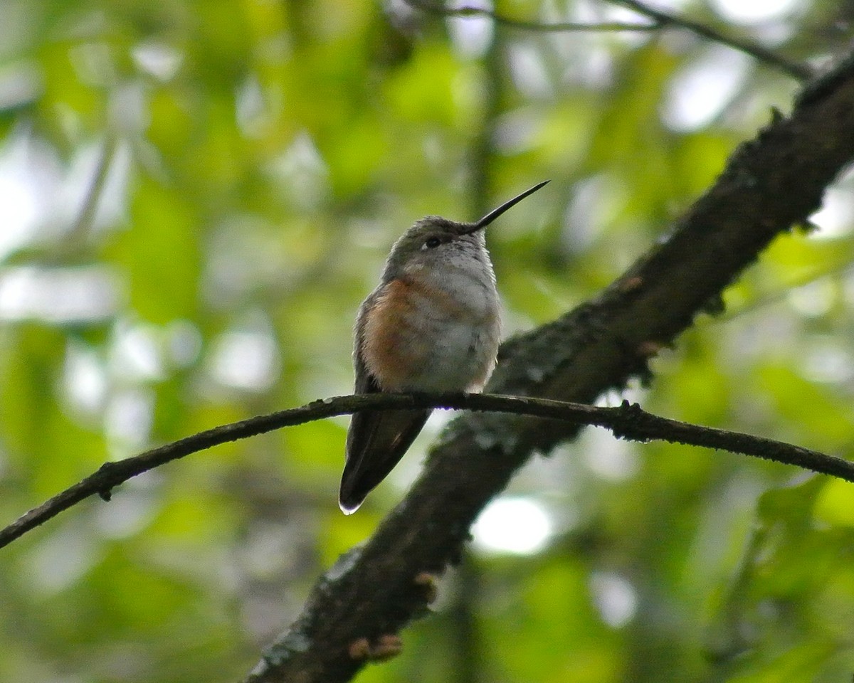 Broad-tailed Hummingbird - ML611992916