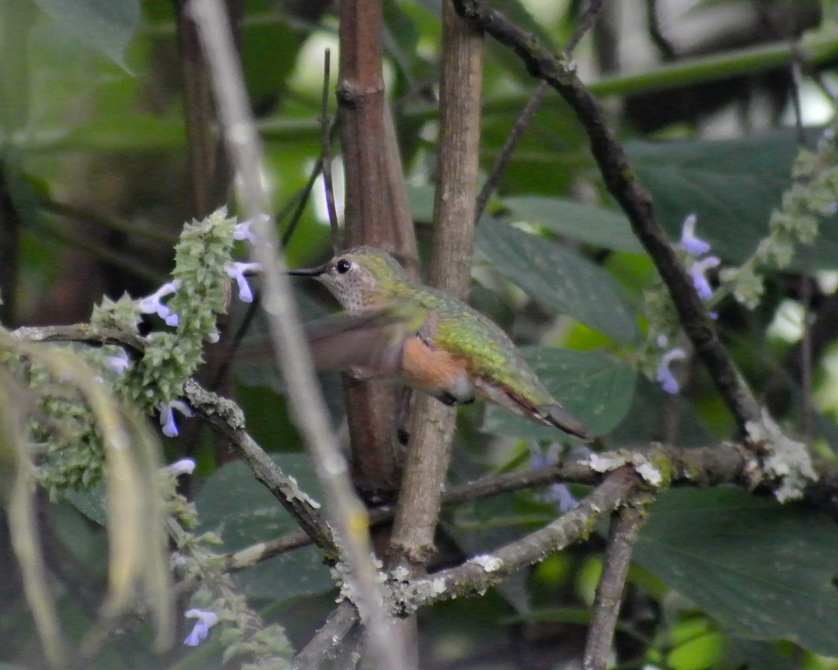 Broad-tailed Hummingbird - ML611992917
