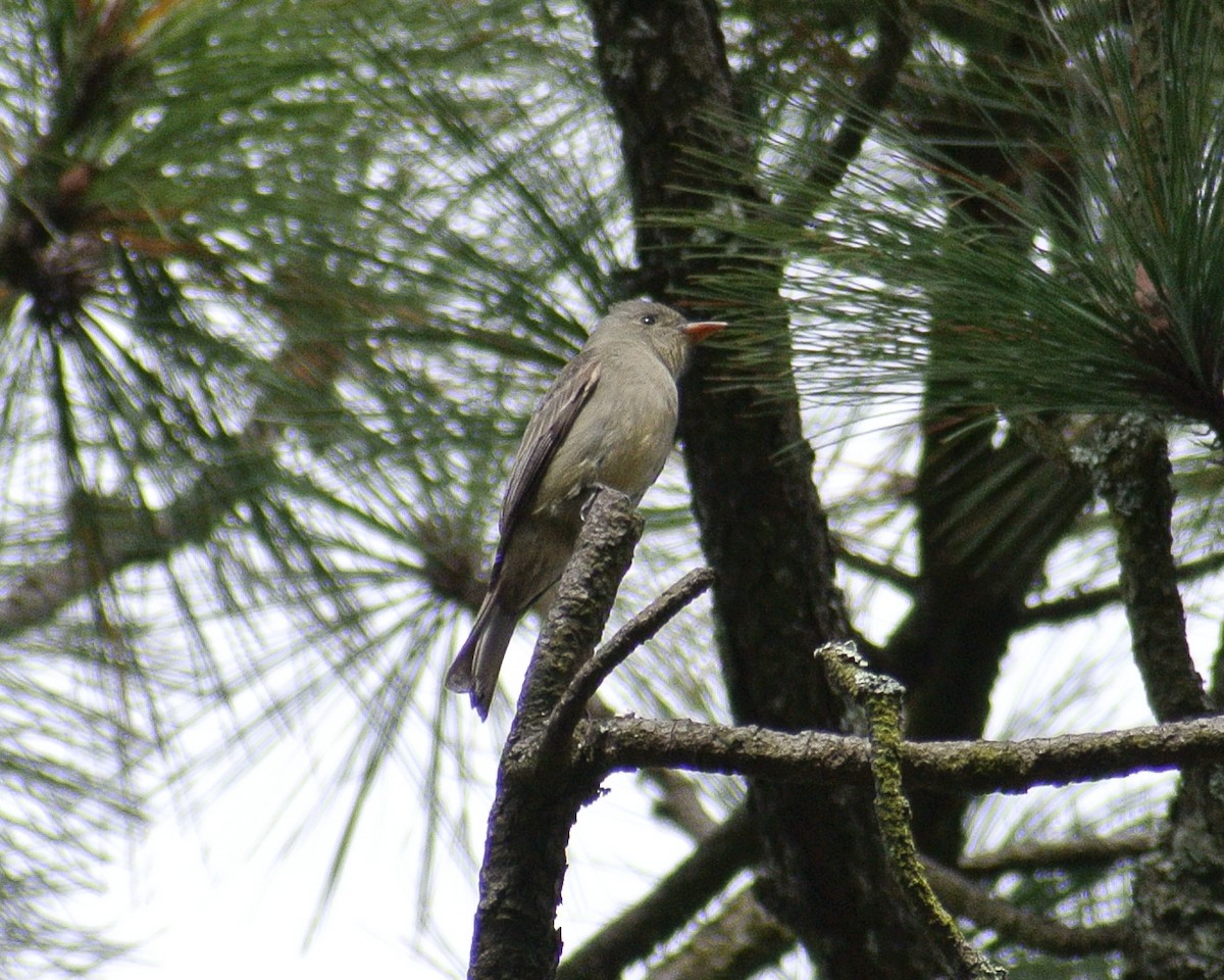 Greater Pewee (Mexican) - ML611993040