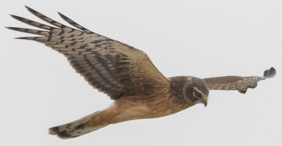 Northern Harrier - ML611993366