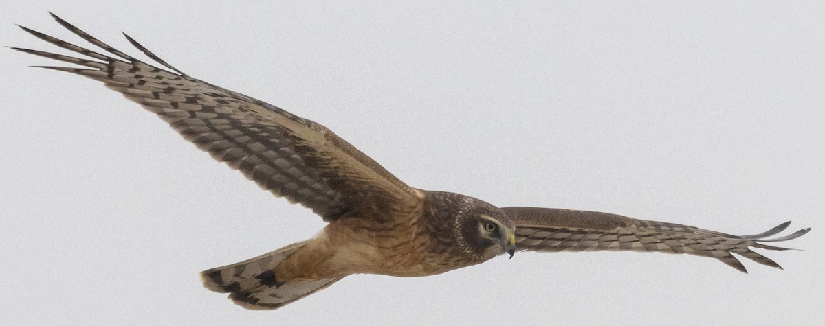 Northern Harrier - ML611993368