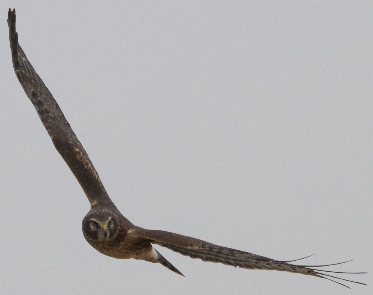 Northern Harrier - ML611993369