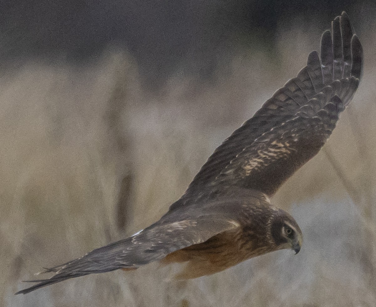 Northern Harrier - ML611993370