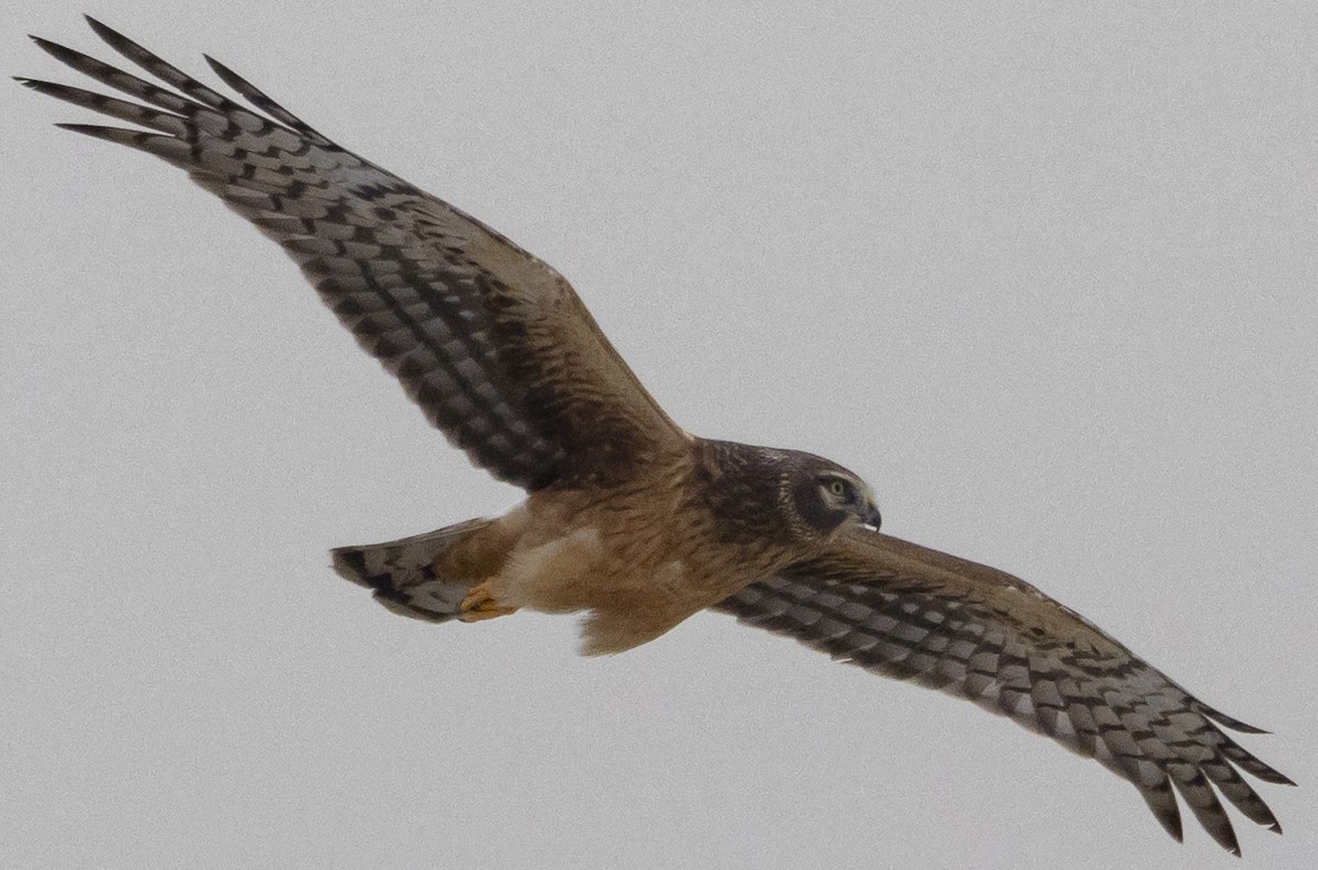 Northern Harrier - ML611993371