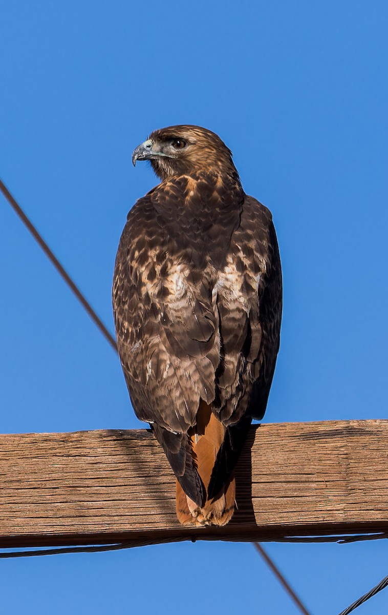 Zapelatz buztangorria - ML611993401