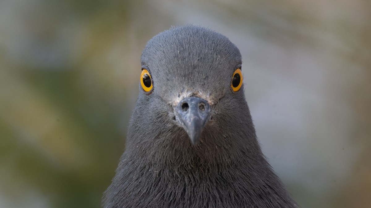 Christmas Island Imperial-Pigeon - ML611993665