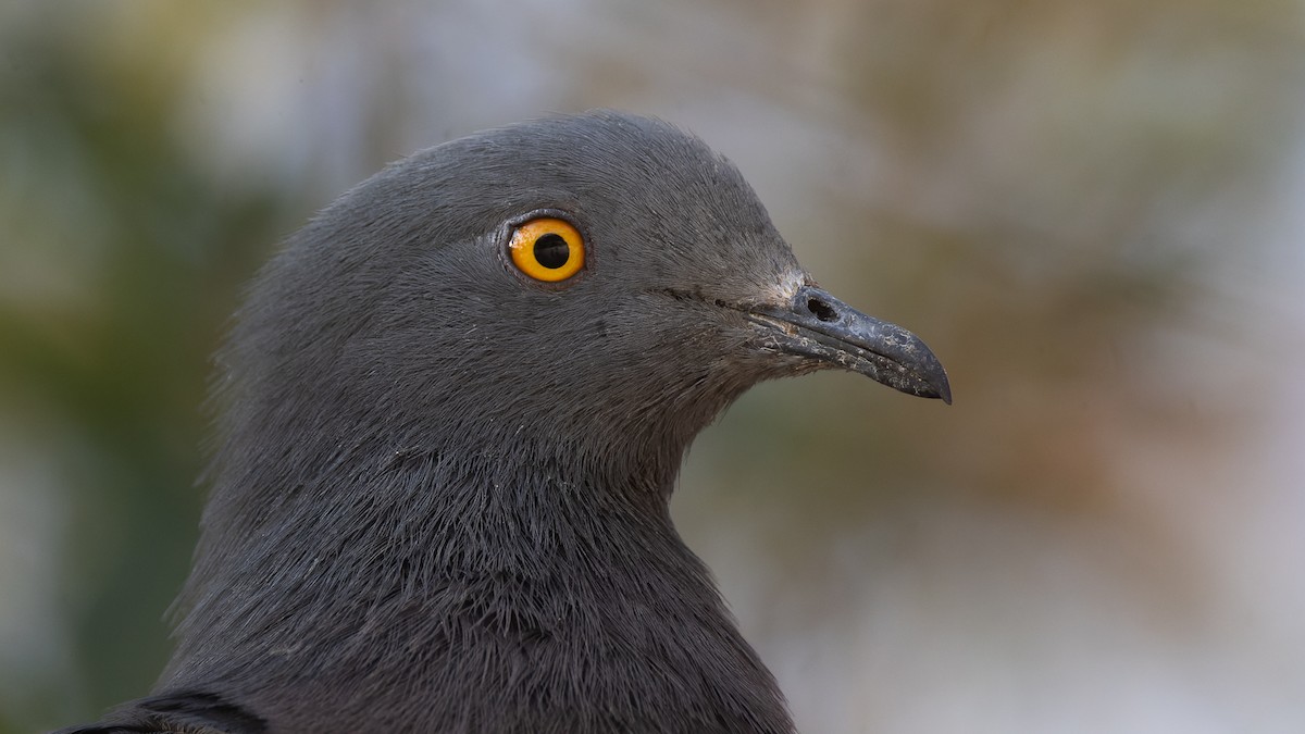 Christmas Island Imperial-Pigeon - ML611993666