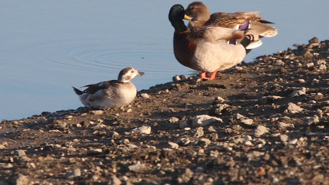 Long-tailed Duck - ML611993764