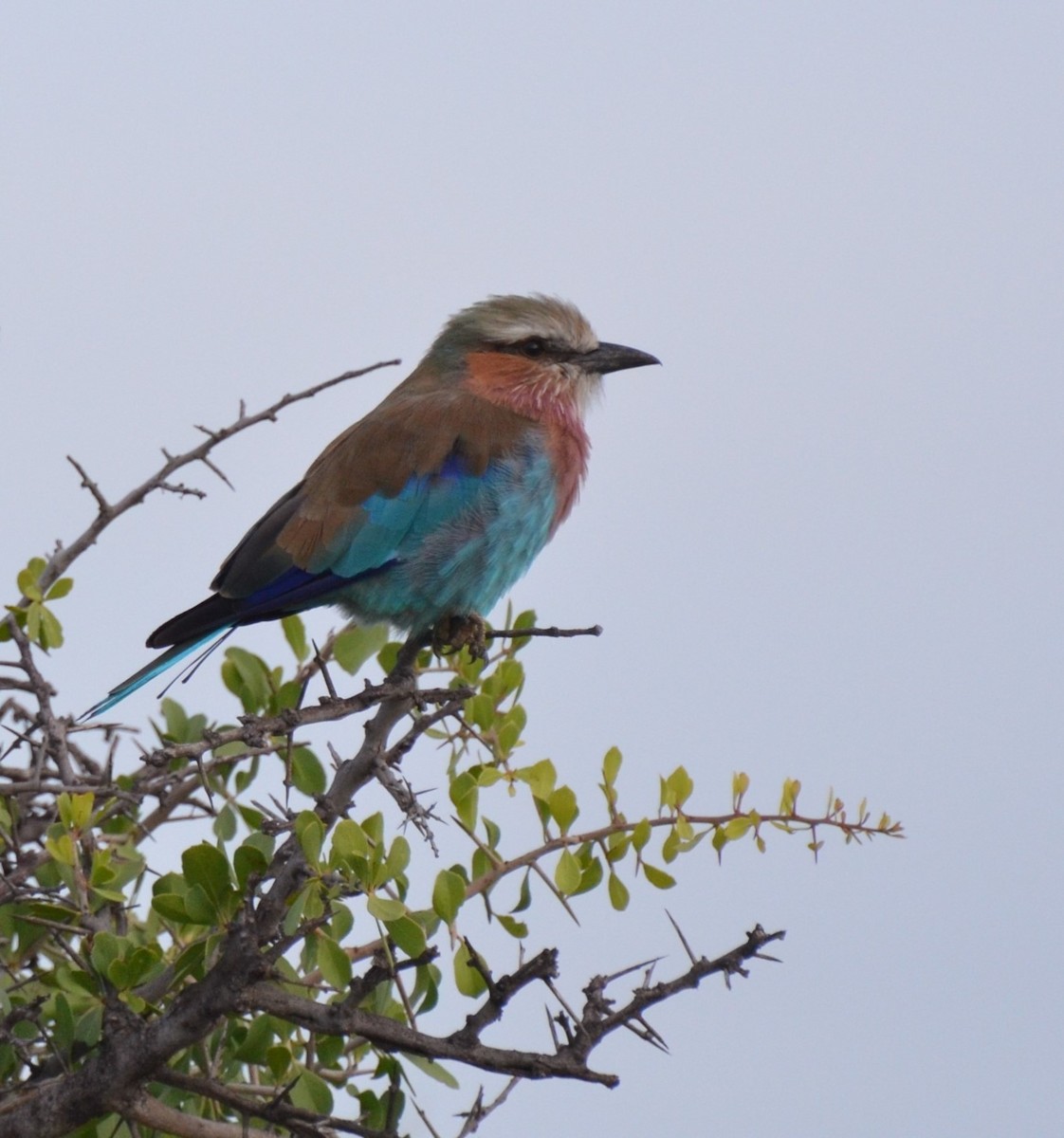 Lilac-breasted Roller - ML611993828
