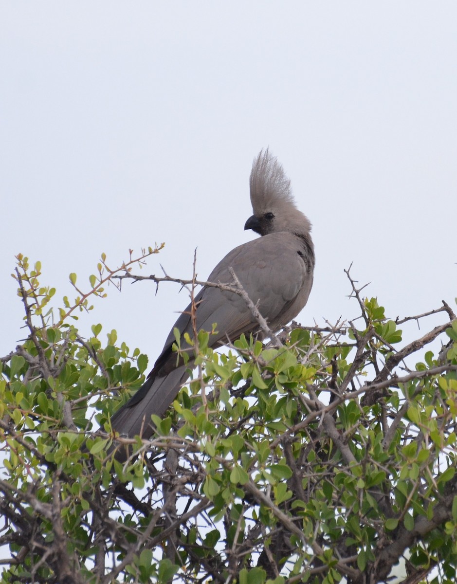 Gray Go-away-bird - ML611993836