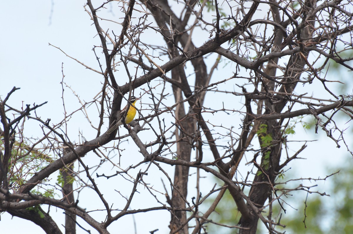 Golden-breasted Bunting - ML611993932