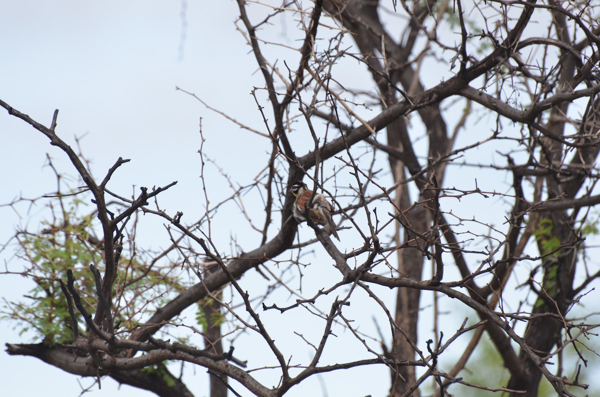 Golden-breasted Bunting - ML611993934