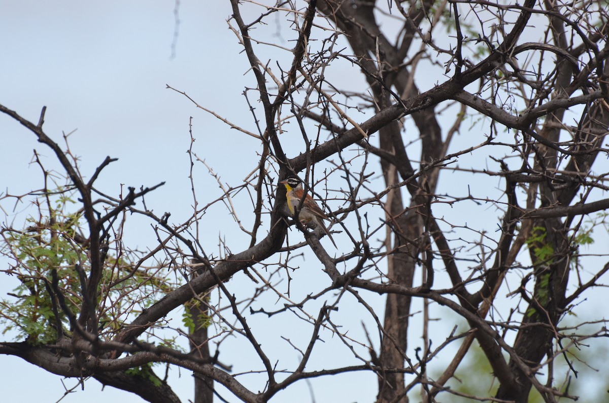 Golden-breasted Bunting - ML611993935