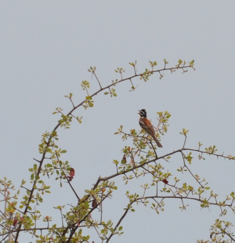 Golden-breasted Bunting - ML611993973