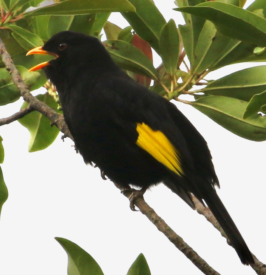 Black-and-gold Cotinga - Connie Lintz