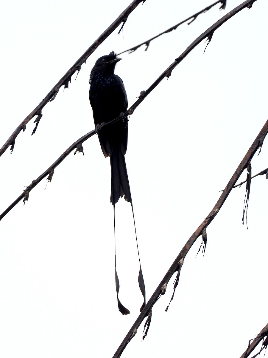 Greater Racket-tailed Drongo - ML611994053