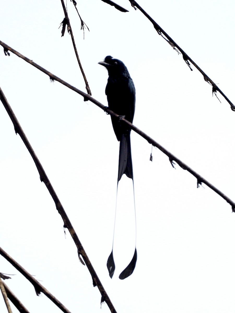 Greater Racket-tailed Drongo - ML611994054