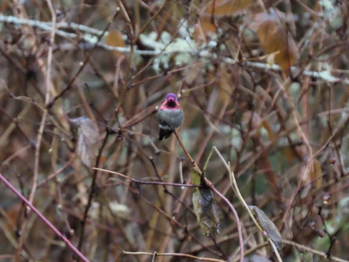 Anna's Hummingbird - ML611994195