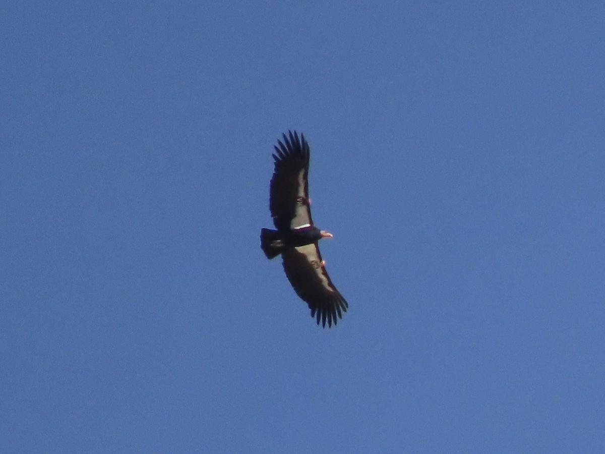 Condor de Californie - ML611994515