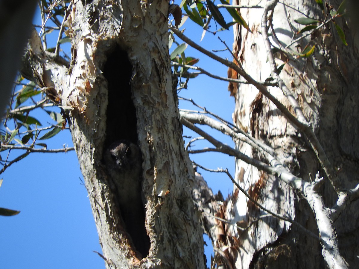 Australian Owlet-nightjar - ML611994602