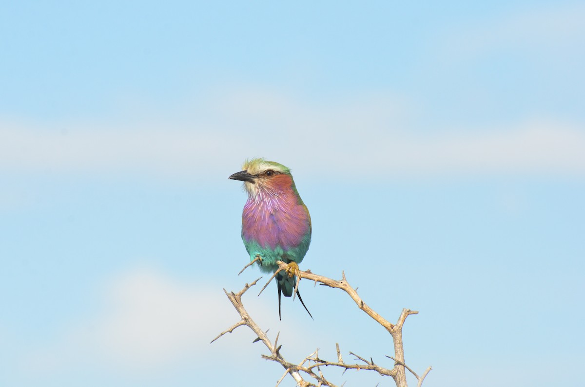 Lilac-breasted Roller - ML611994614