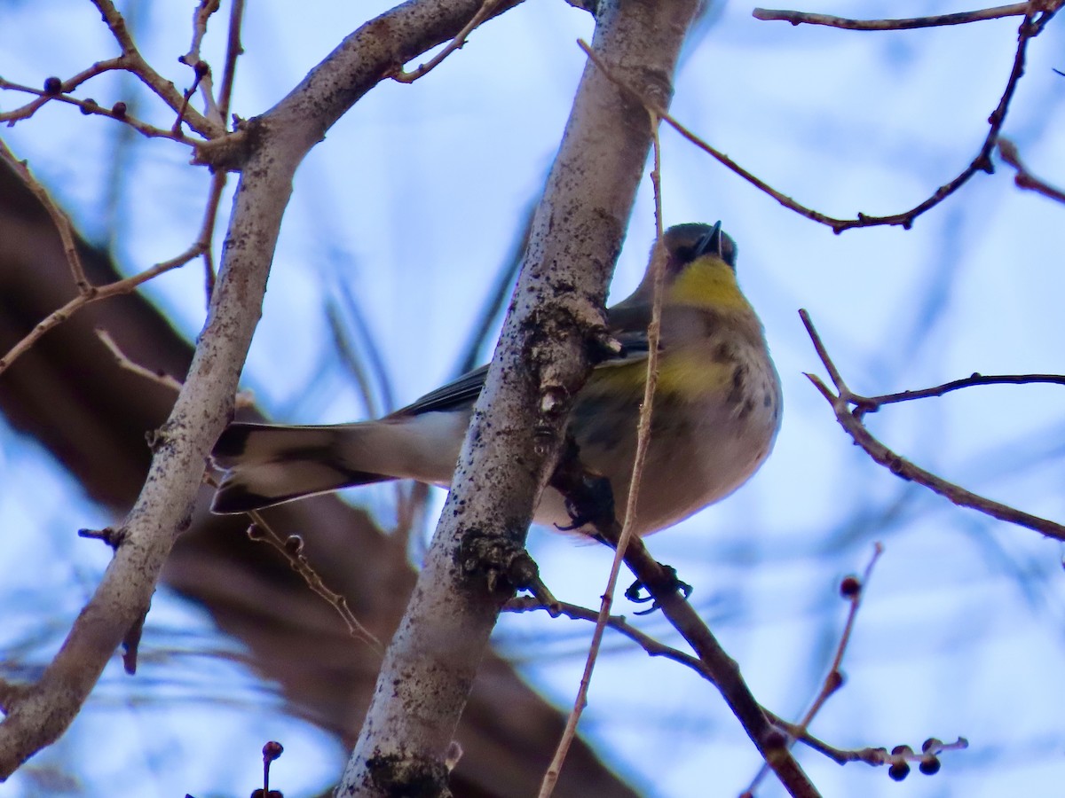 Yellow-rumped Warbler (Audubon's) - ML611994616