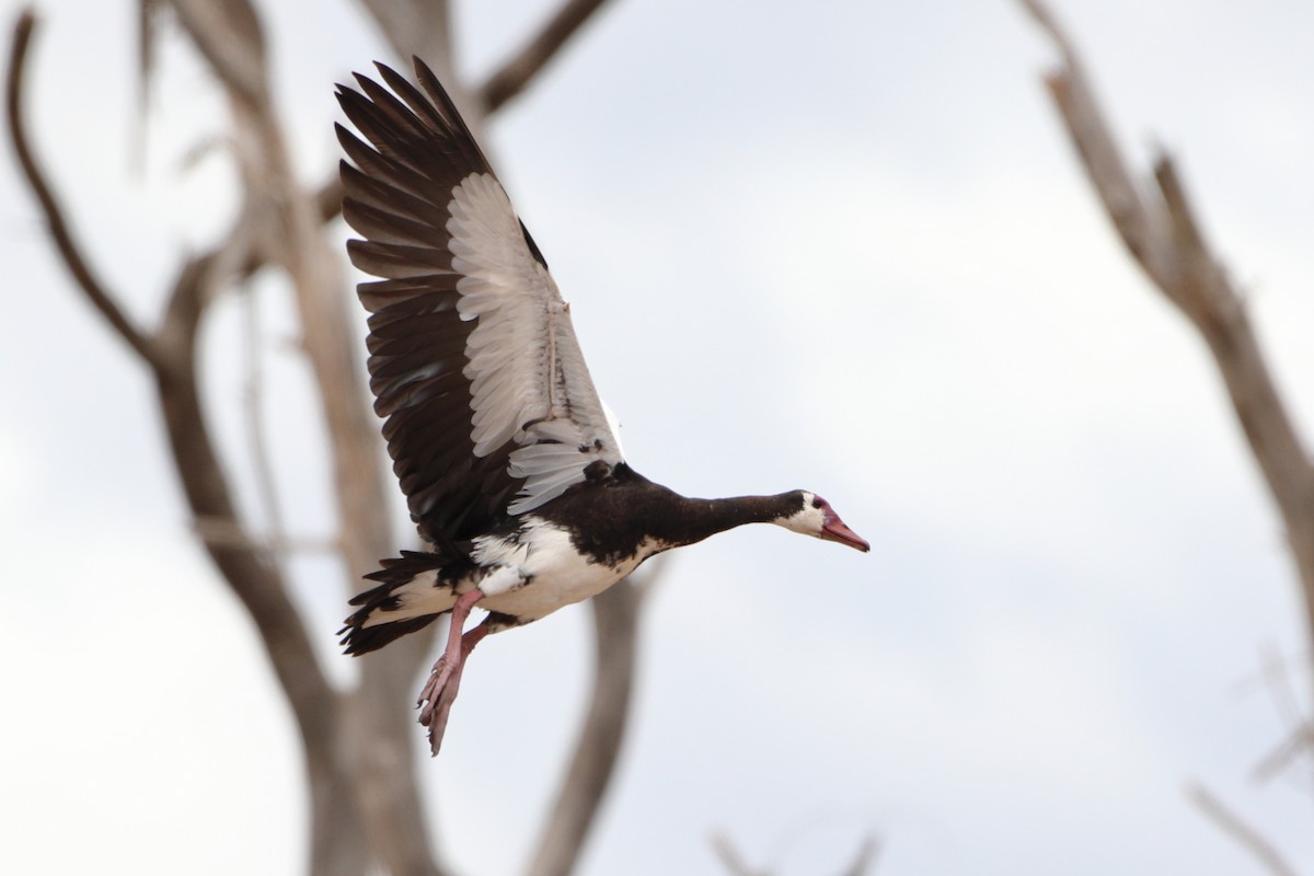 Spur-winged Goose (Northern) - ML611994846
