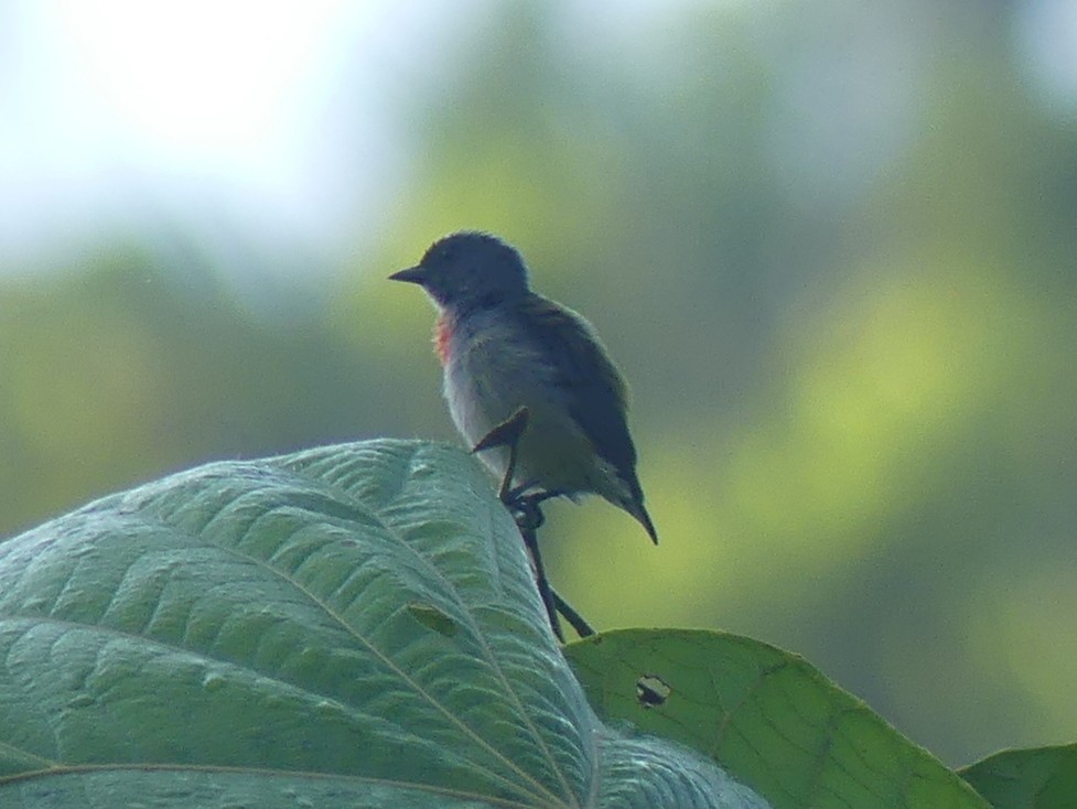 Halmahera Flowerpecker - ML611994922