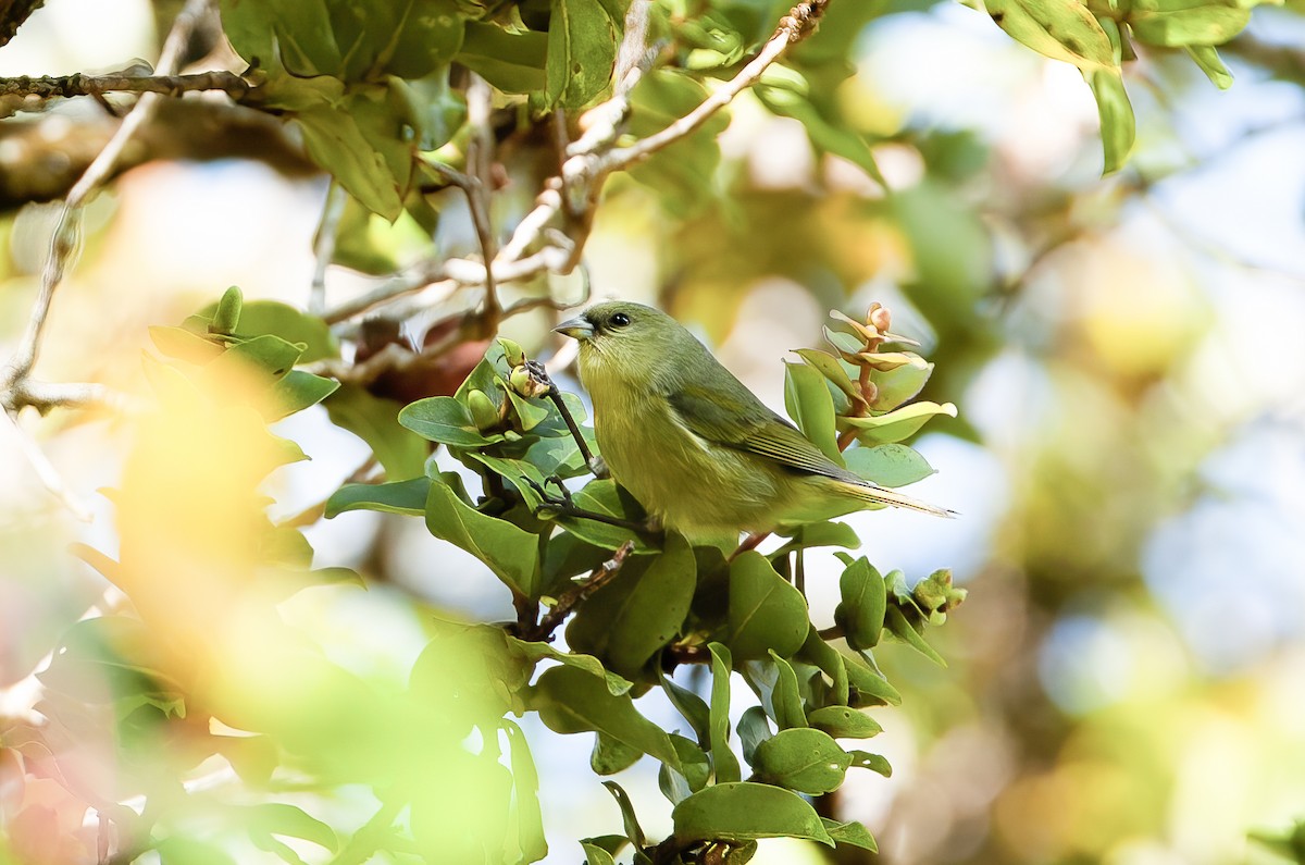 Kauai-Akepakleidervogel - ML611994987