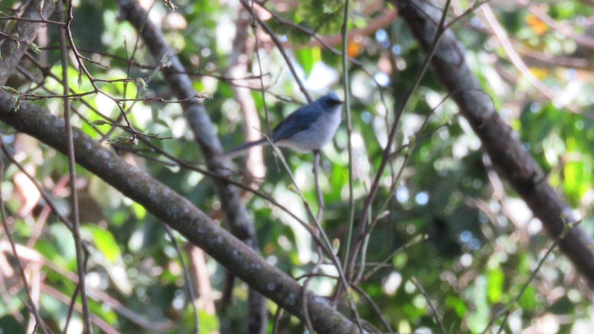 White-tailed Blue Flycatcher - ML611995175