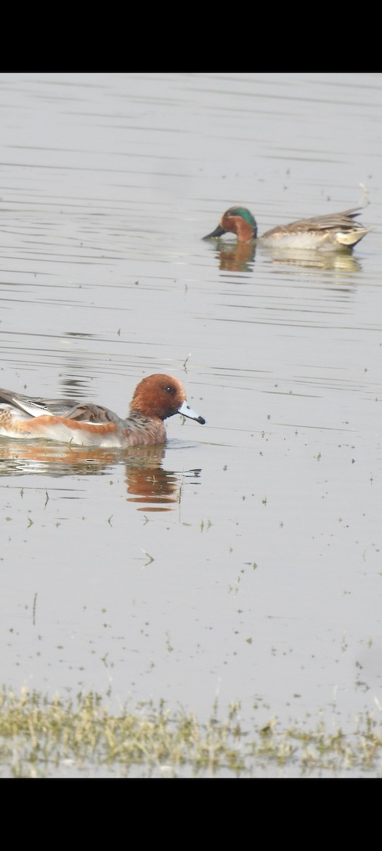 Green-winged Teal - ML611995400