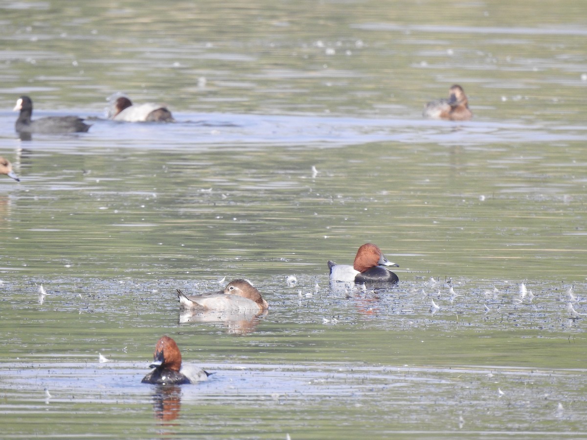 Common Pochard - ML611995420