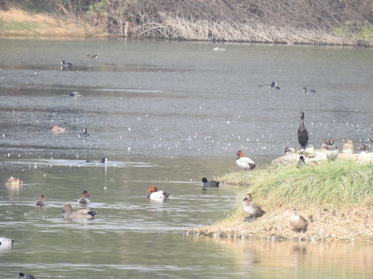 Common Pochard - ML611995423