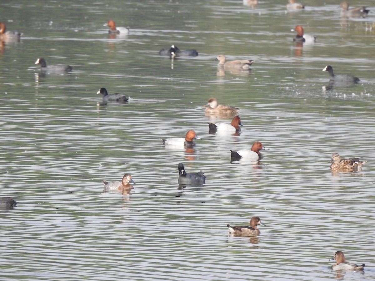 Common Pochard - ML611995424