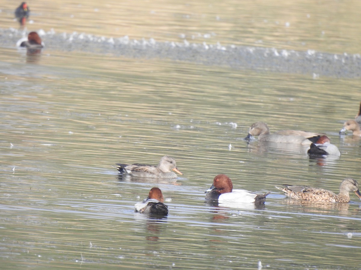 Common Pochard - ML611995426