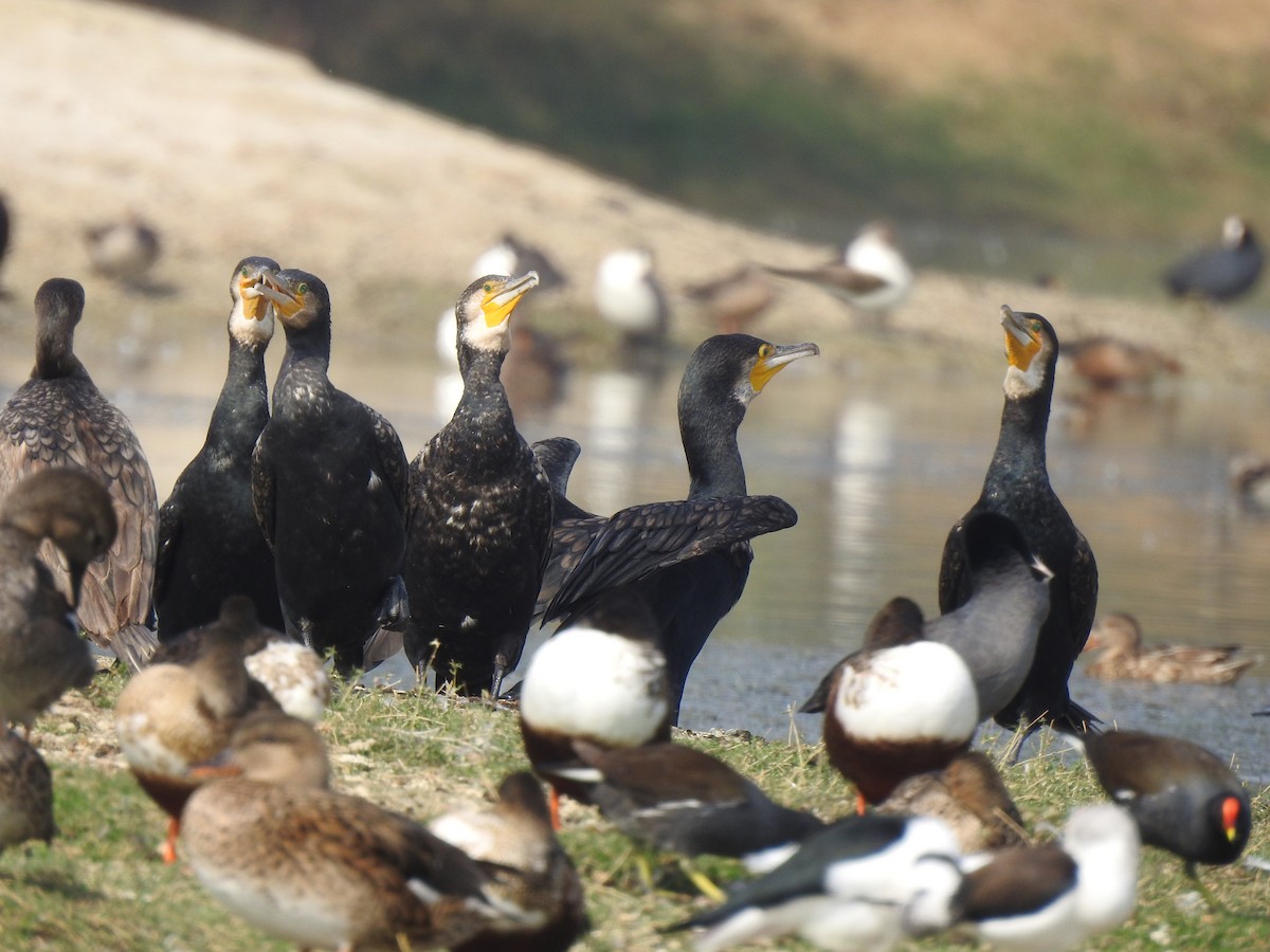 Great Cormorant - ML611995460