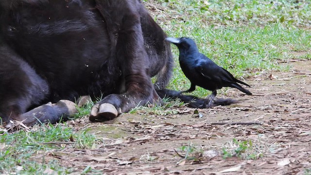 Large-billed Crow (Indian Jungle) - ML611995703